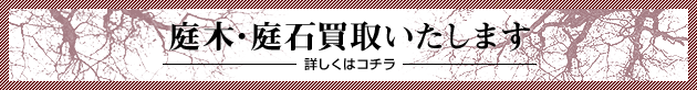 庭木・庭石買取いたします。